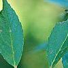 Ilex vertcillata 'Shortcake', fruit