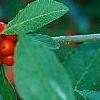 Ilex vertcillata 'Shortcake', fruit