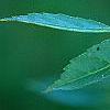 Ilex vertcillata 'Shortcake', fruit