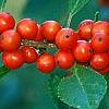 Ilex vertcillata 'Shortcake', fruit