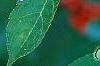 Ilex vertcillata 'Shortcake', fruit