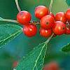 Ilex vertcillata 'Shortcake', fruit