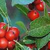 Ilex vertcillata 'Shortcake', fruit