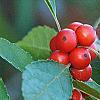 Ilex vertcillata 'Shortcake', fruit