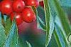 Ilex vertcillata 'Shortcake', fruit