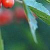 Ilex vertcillata 'Shortcake', fruit