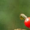 Ilex vertcillata 'Shortcake', fruit