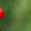 Ilex vertcillata 'Shortcake', fruit