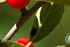 Ilex vertcillata 'Shortcake', fruit