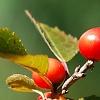 Ilex vertcillata 'Shortcake', fruit
