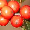 Ilex vertcillata 'Shortcake', fruit