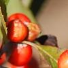 Ilex vertcillata 'Shortcake', fruit