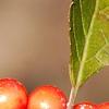 Ilex vertcillata 'Shortcake', fruit