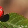 Ilex vertcillata 'Shortcake', fruit
