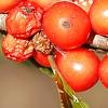 Ilex vertcillata 'Shortcake', fruit