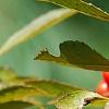 Ilex vertcillata 'Shortcake', fruit