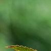 Ilex vertcillata 'Shortcake', fruit
