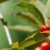 Ilex vertcillata 'Shortcake', fruit