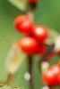 Ilex vertcillata 'Shortcake', fruit