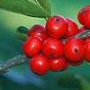 Ilex verticillata 'Tasquam', fruit