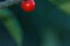 Ilex verticillata 'Tasquam', fruit