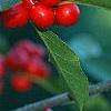 Ilex verticillata 'Tasquam', fruit