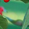 Ilex verticillata 'Tasquam', fruit