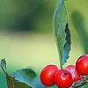 Ilex verticillata 'Tasquam', fruit