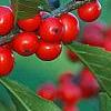 Ilex verticillata 'Tasquam', fruit