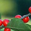 Ilex verticillata 'Tasquam', fruit