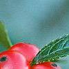 Ilex verticillata 'Tasquam', fruit