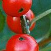 Ilex verticillata 'Tasquam', fruit