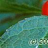 Ilex verticillata 'Tasquam', fruit