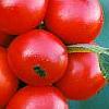 Ilex verticillata 'Tasquam', fruit
