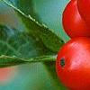 Ilex verticillata 'Tasquam', fruit