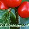Ilex verticillata 'Tasquam', fruit