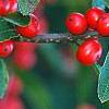 Ilex verticillata 'Tasquam', fruit