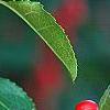 Ilex verticillata 'Tasquam', fruit