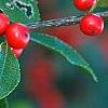 Ilex verticillata 'Tasquam', fruit