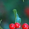 Ilex verticillata 'Tasquam', fruit
