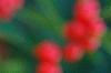 Ilex verticillata 'Tasquam', fruit