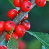 Ilex verticillata 'Tasquam', fruit