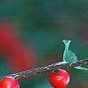 Ilex verticillata 'Tasquam', fruit