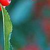 Ilex verticillata 'Tasquam', fruit