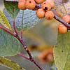 Ilex verticillata 'Winter Gold', fruit