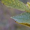 Ilex verticillata 'Winter Gold', fruit