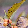 Ilex verticillata 'Winter Gold', fruit