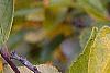 Ilex verticillata 'Winter Gold', fruit