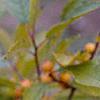 Ilex verticillata 'Winter Gold', fruit