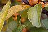 Ilex verticillata 'Winter Gold', fruit